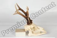 Skull Deer 0006